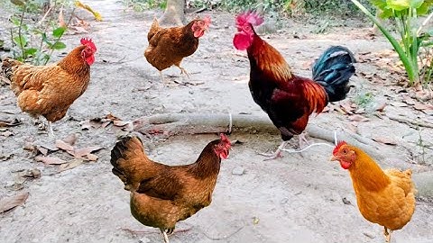 All The Chickens in The Forest Came to The Rooster