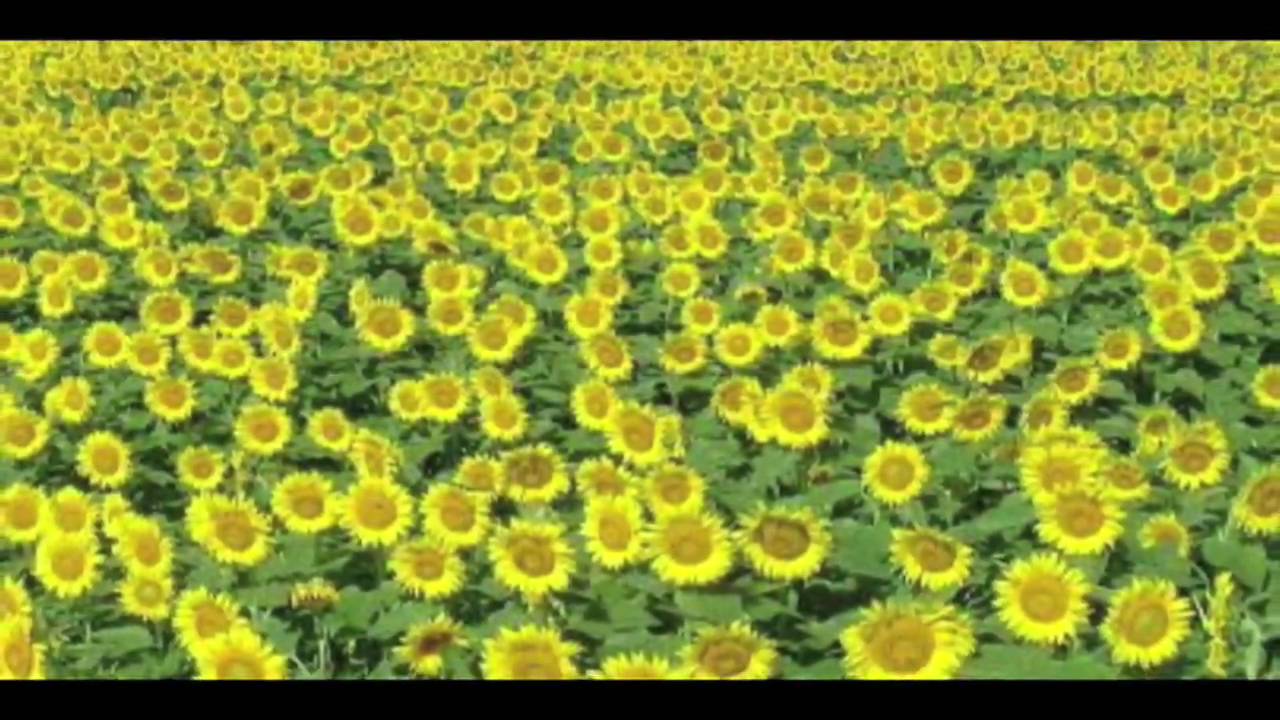 向日葵 小川マキ Youtube