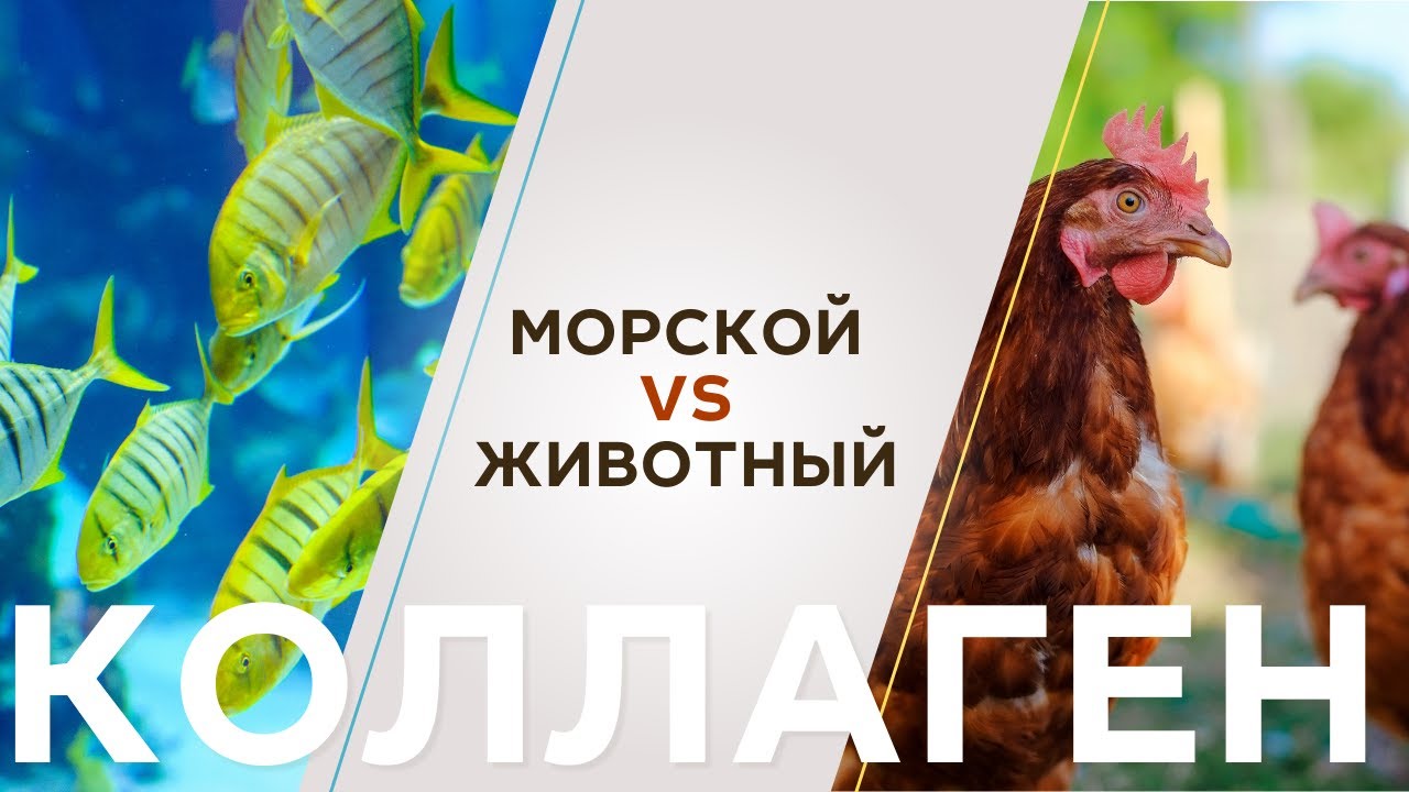 Какой Коллаген Лучше Купить Морской Или Говяжий