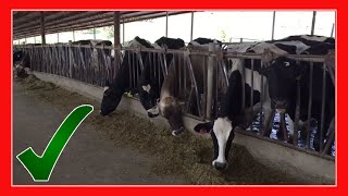 SUIZO AMERICANO 🧬 Rancho el Barroso 🧬 hacienda Santa Martha 1