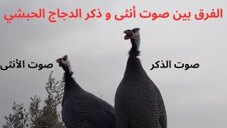 صوت الدجاج الفرعوني / صوت الدجاج الحبشي / صوت الحجل/ صوت القبج