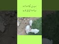 #sadpoetry #shorts#youtube#urdu#quotes#urduquotesmiracle#اب ہمارا بھی حق بنتا ہے