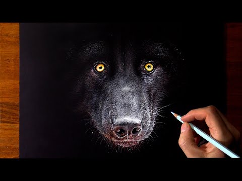 Wolf drawing on black paper