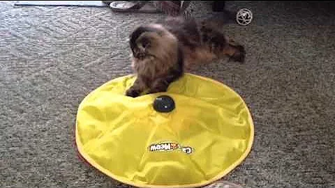 Video 11798911: scottish fold cat meowing