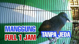 Perkutut lokal gacor manggung 1 jam non stop tanpa jeda, cocok buat pancingan