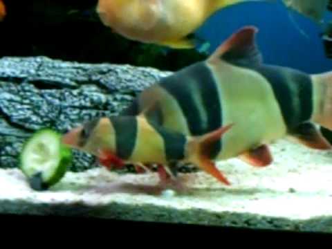 large clown loach in 8 foot tank