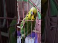 Волнистый попугай Кеша говорит часть 2