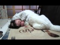 【秋田犬げんき】お婆さんに甘えて横になる【akita dog】