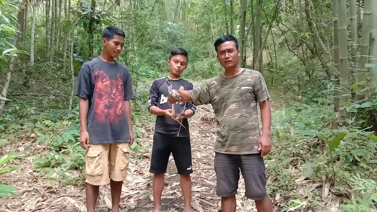  Rescued and Released of Sawkvar Coleagnathus