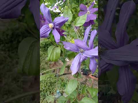 Ломиніс/Клематис синій Дуранді / ЗКС, видео 1