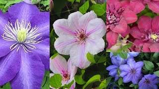 видео: Купила очень красивые клематисы😍🌺🌺🌺 картинка: Купила очень красивые клематисы😍🌺🌺🌺