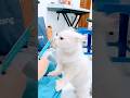 Rarity Singa Putih Minta Jajan #catshorts #cat #cute #love #cutecat #fyp #virall #imut #pets #funny