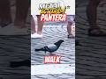 Pigeons have the best rhythm! 🤘 #Pantera