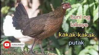 huni ng babaeng labuyo (wild chicken)