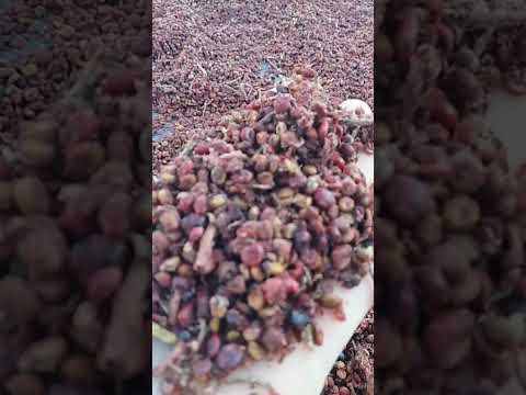 السماق بعد الحصاد و التجفيف بأشعة الشمس