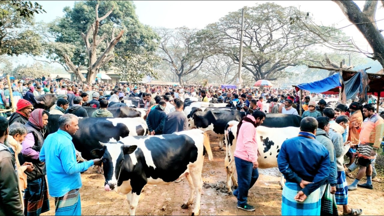 19/1/26/উত্তরবঙ্গের সবচাইতে বড় ফ্রিজিয়ান গাভীর গরু আতর ঘর দুপচাঁচিয়া ধাপেরহাট।