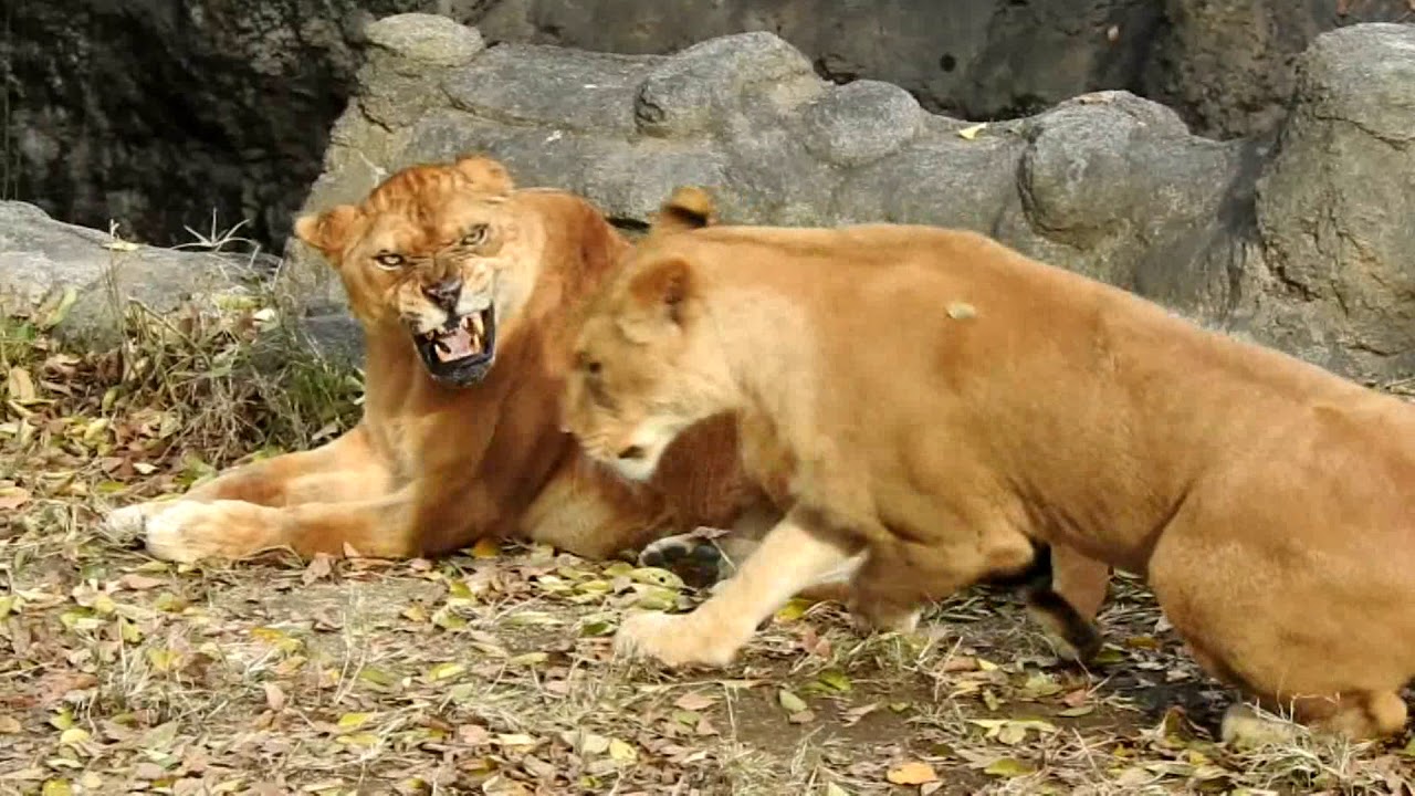 とっても好奇心旺盛に動きまわる親子三代のライオン家族 とべ動物園にて Youtube