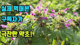 광대나물-무릅관절이 시큰거리고 아파 걷기힘들었지만, 이제는 가쁜히 걸을수있다, 혈관이 깨끗해지고 고혈압과 안면마비, 반신불수를 치료한다