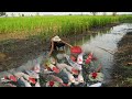 NC Real Fish - Boy Finding Beautiful Japan Koi &amp; Orenda in Rice Field