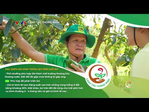 Canh Tác Thông Minh | Vì Sao Trồng Bơ Trên Đồi Đá Cho Năng Suất Và Giá Bán Cao Vượt Trội? 🥑