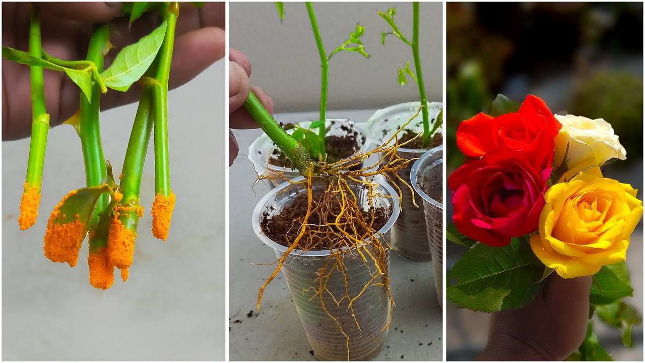 Roses Sprouting How to grow rose tree plant from rose cuttings | Propagate roses from ...