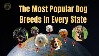 The Most Popular Dog Breeds in Every State in United States😍 by DogLove 24 1,147 views 1 year ago 5 minutes, 41 seconds