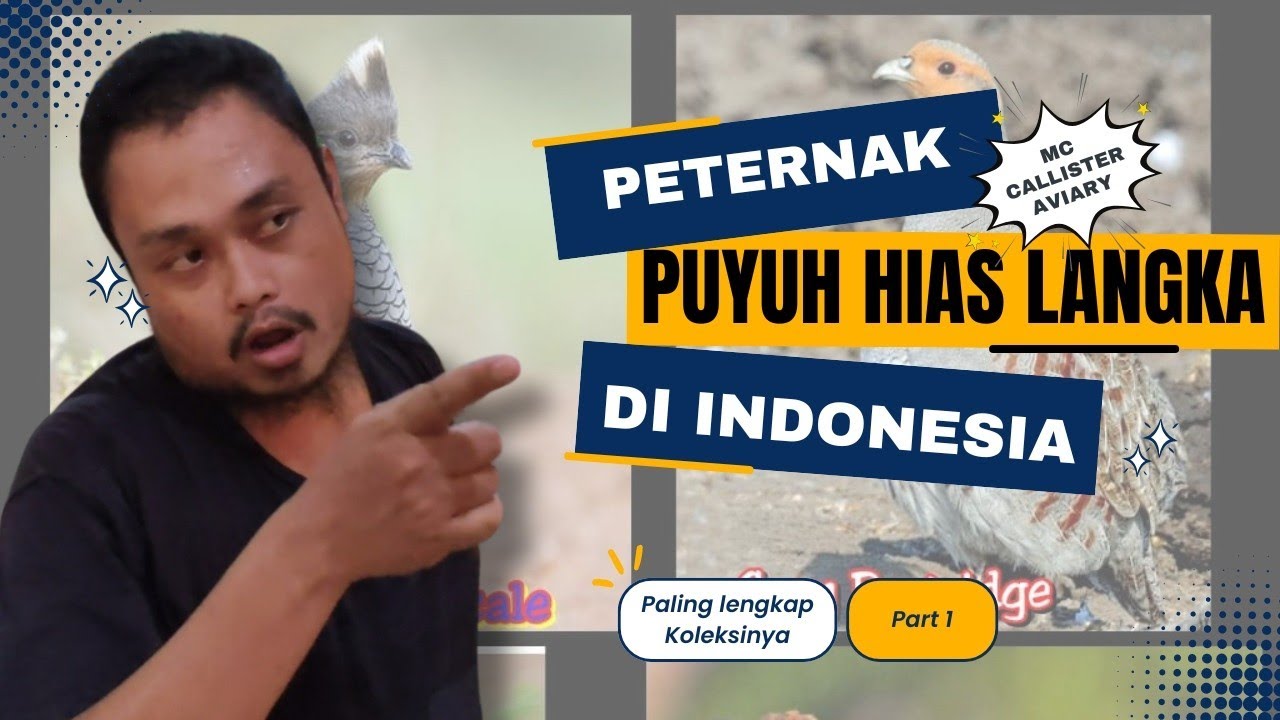 MAKIN LENGKAP KOLEKSI PUYUH HIAS IMPORTNYA, DAN PALING