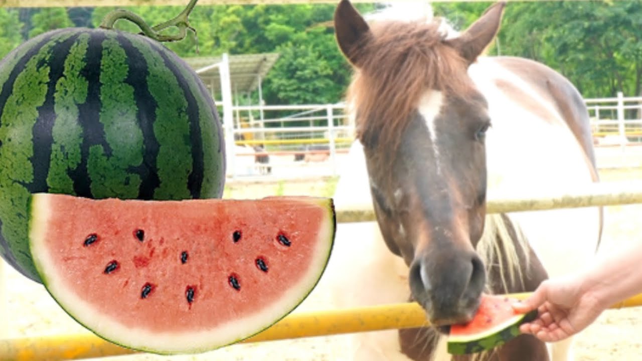말 주몽이 수박 리얼사운드 먹방 HORSE WATERMELON ASMR MUKBANG YouTube