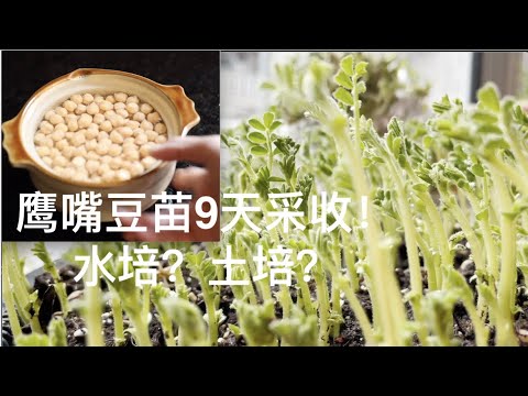 鹰嘴豆苗9天采收！水培？土培？