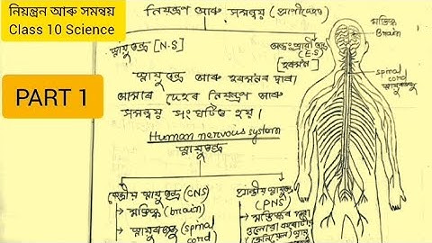 PART 1 class 10 Science chapter 7 control and coordination in Assamese। নিয়ন্ত্ৰন আৰু সমন্বয়।।