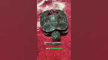 Can an Alligator Break a Turtle’s Shell?