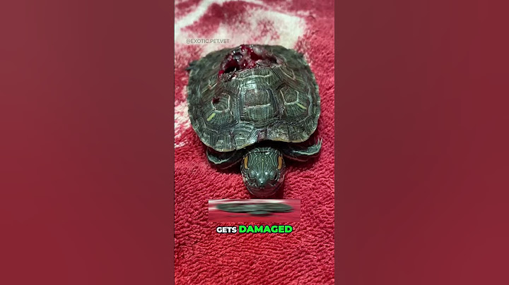 Can an Alligator Break a Turtle’s Shell?