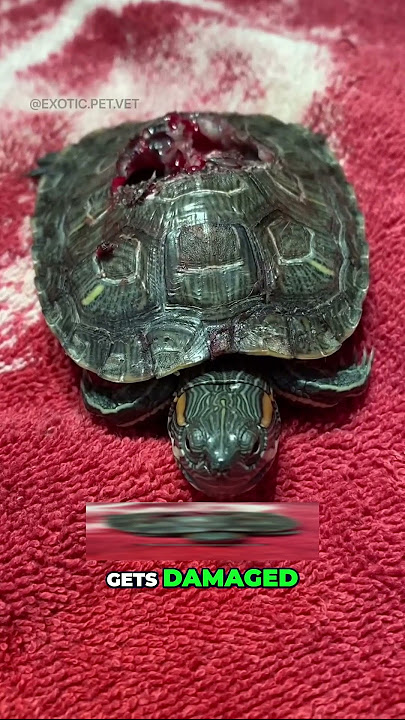 Can an Alligator Break a Turtle’s Shell?
