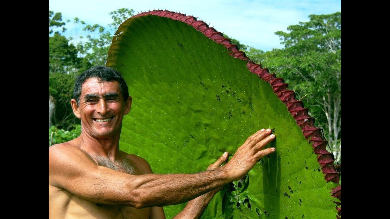 Интересный человек видео. Самое большое растение. Самые большие растения в мире. Самое большое растение в мире. Гигантские растения людоеды.