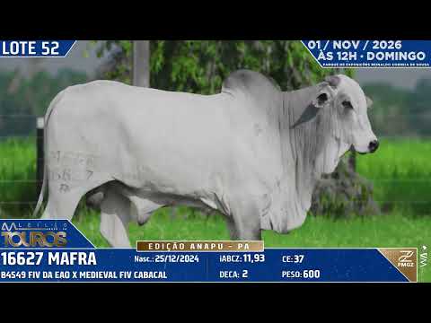 LOTE 52