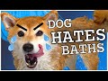 SHIBA INU at BATH TIME | Home Grooming tips | Dog Vlog