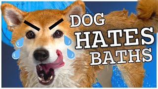 Dramatic Shiba Inu BATH TIME MELTDOWN | Home Grooming tips?