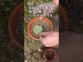 多肉植物寄せ植えのコツ #shorts #ガーデニング #多肉植物