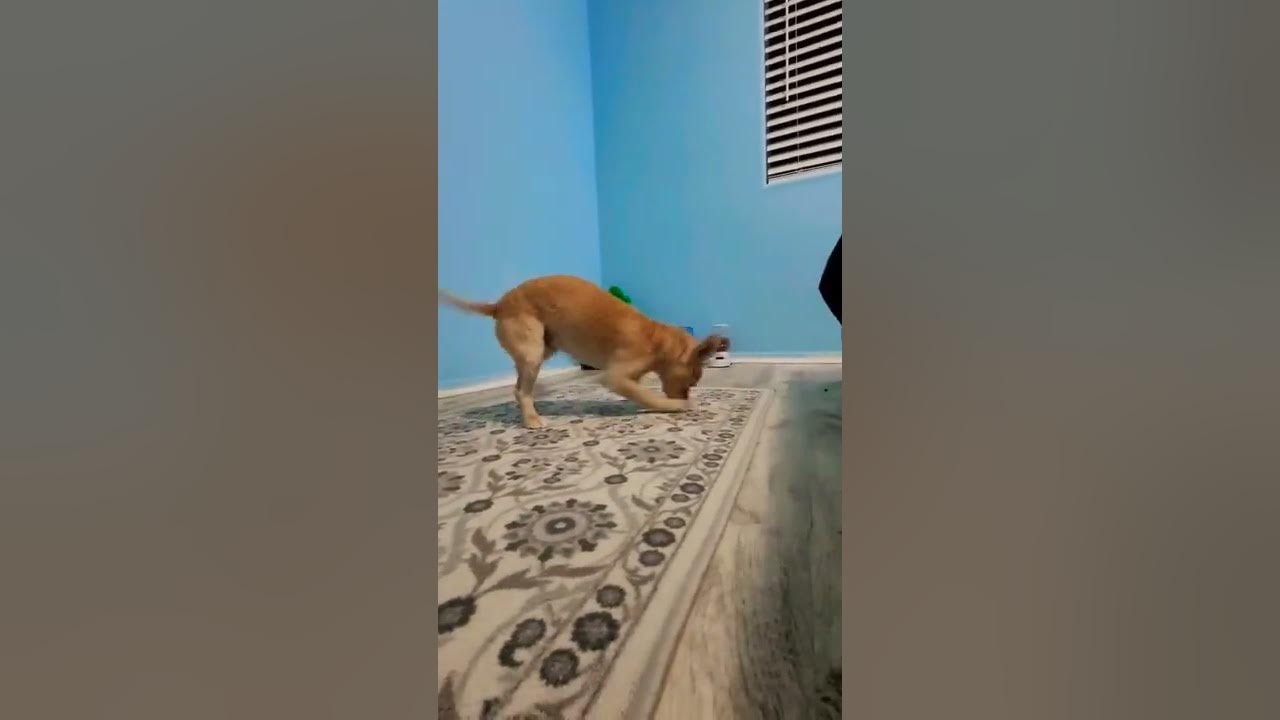 How this Dog SLIDES into DM'S YouTube