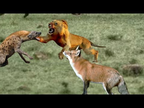 Sheekadii Qayb Libaax Iyo Dawaco Idaajaa XULKAXIKMADAHA