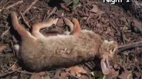 Rabbit Decomposition