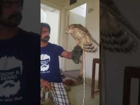 Goshawk male first