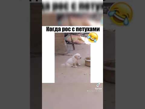 Прикол #собака #прикол #смех #юмор