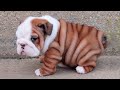 Bulldog Puppies 😍 Cute Bulldog Puppy Videos の動画、YouTube動画。