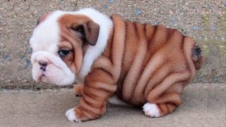 Bulldog Puppies 😍 Cute Bulldog Puppy Videos