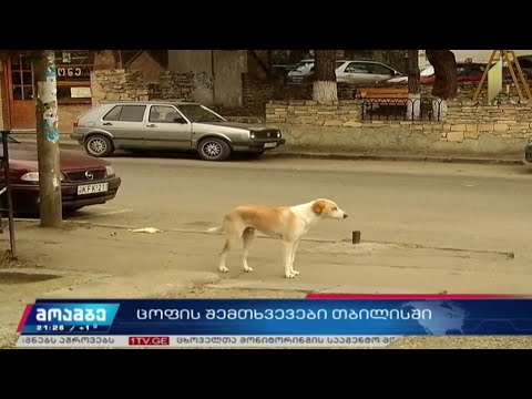 ცოფის შემთხვევები თბილისში