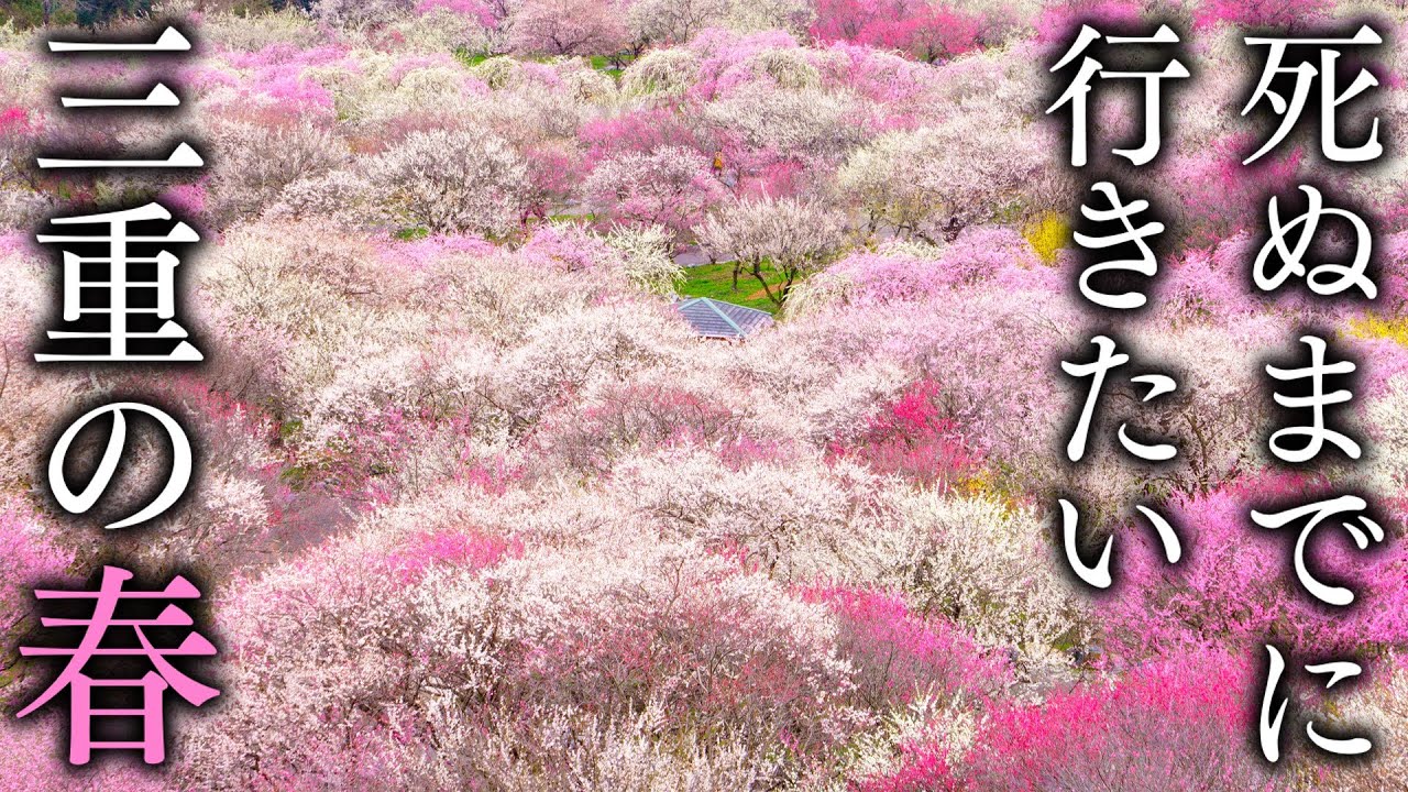 【桃源郷】春に行きたい三重県の絶景スポット10選