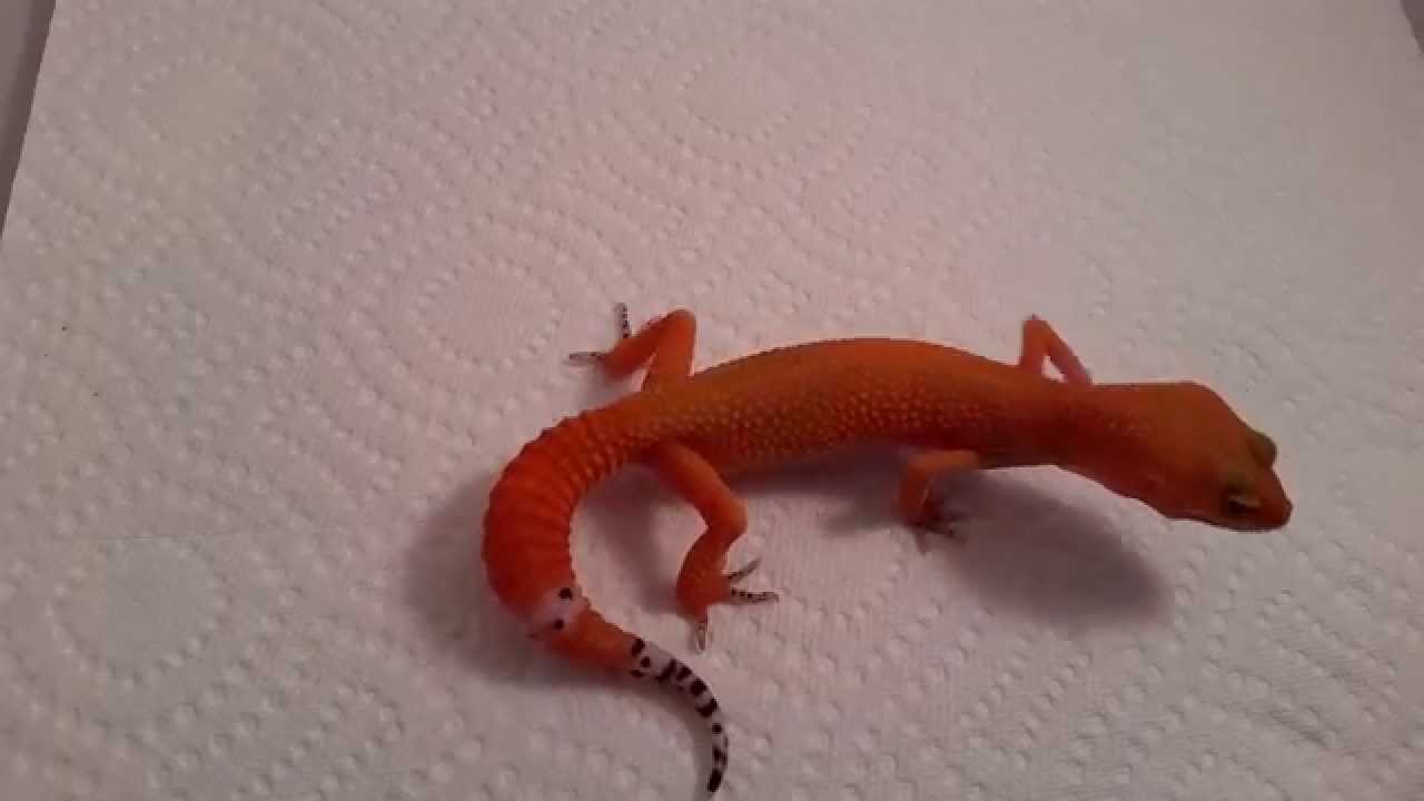lizard skin grips 75% Blood Tangerine, 25% Gecko Genetics Tangerine [HD]