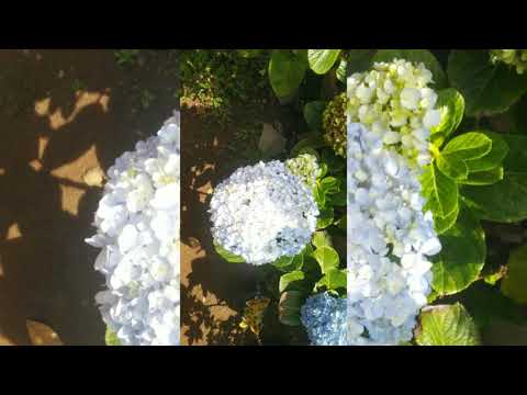 Video: Hydrangea: Pembiakan Bunga Dengan Keratan