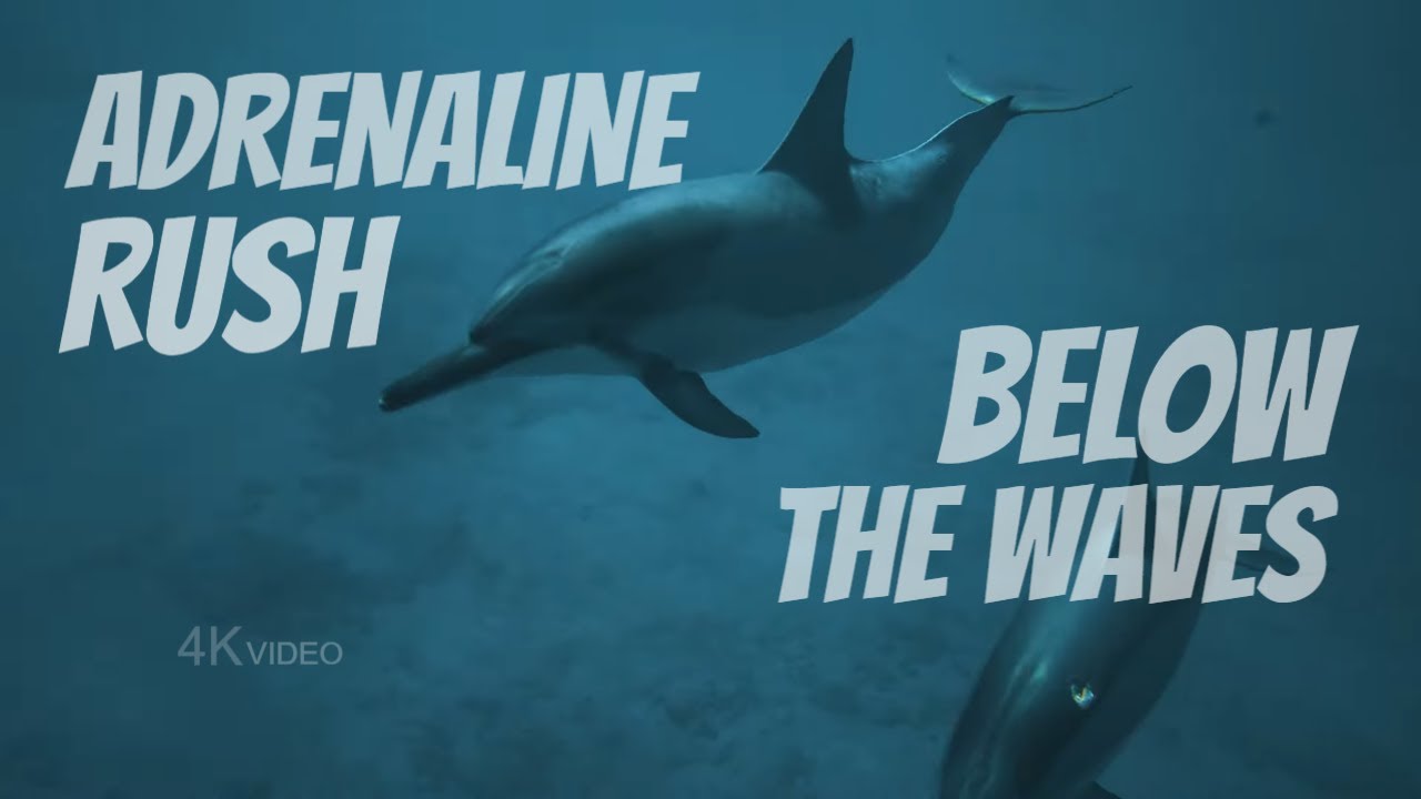 Adrenaline Rush Below the Waves 4K Dive with Chill Beat Music - YouTube